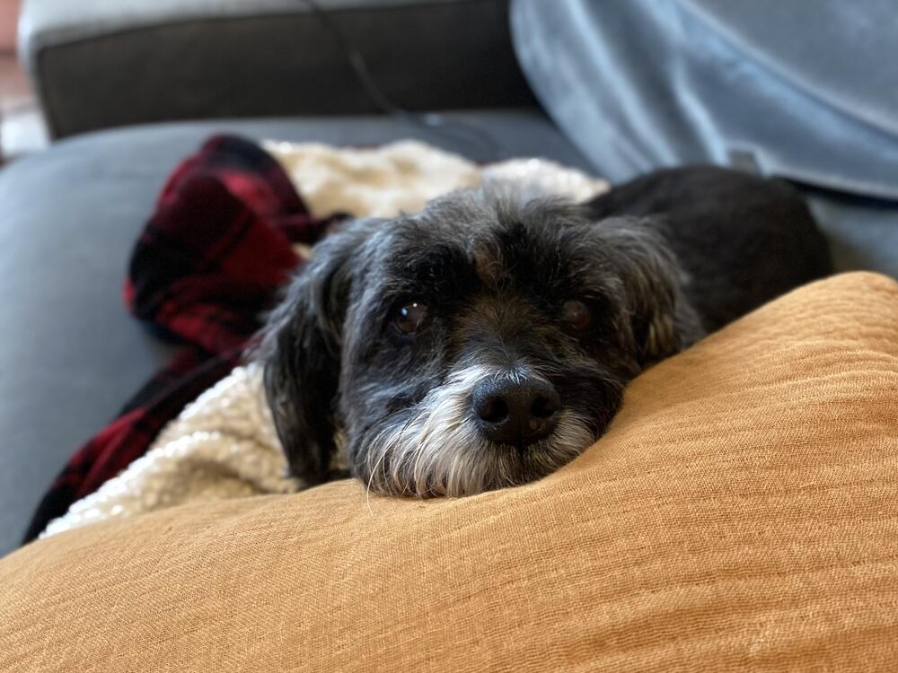 Penelope the dog rests her head.