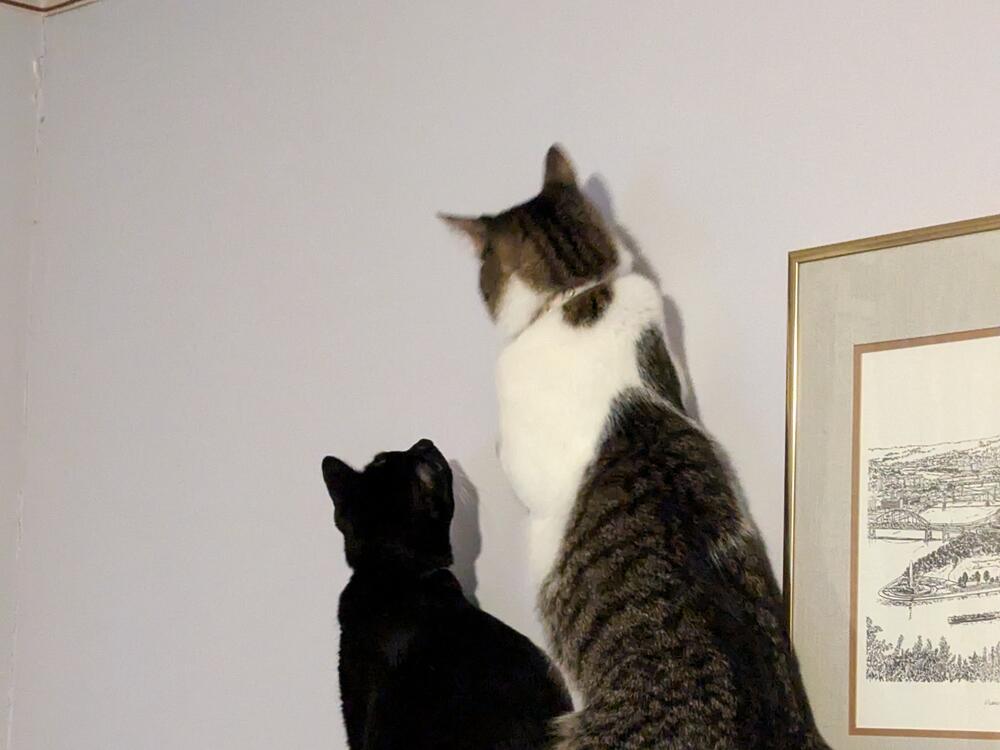 Edva Kashi's two cats play against the wall.