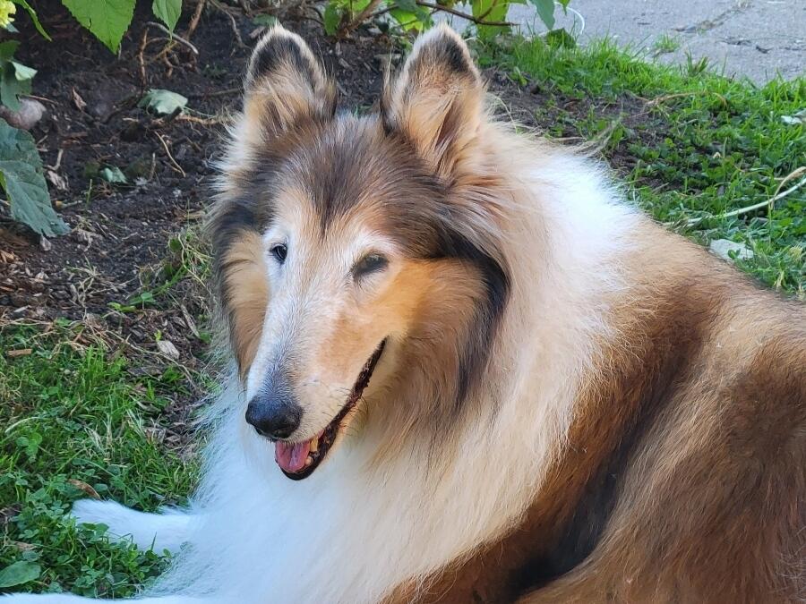 Ruth Cantor's dog Gemma.
