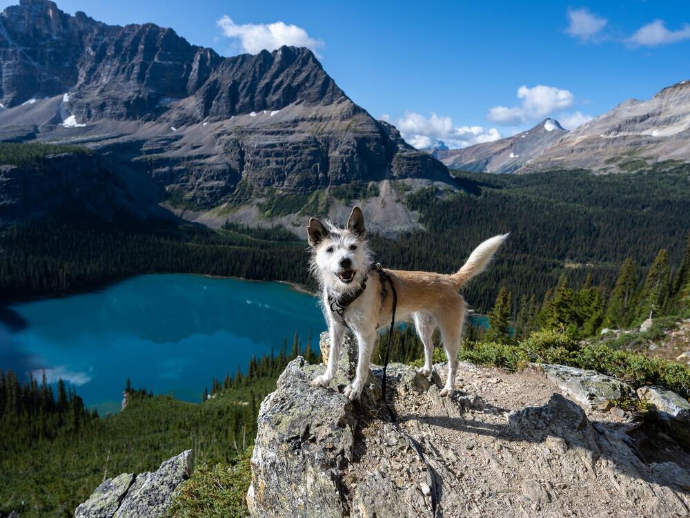 Jenn Stone's dog named Sanchez.