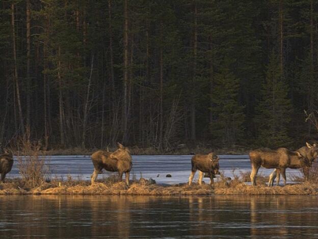 This undated photo, issued by SVT, shows Moose in Junsele, Sweden, during preparations for the livestream 'The Great Moose Migration' to document the annual Moose migration near Kullberg in northern Sweden. (SVT via AP)