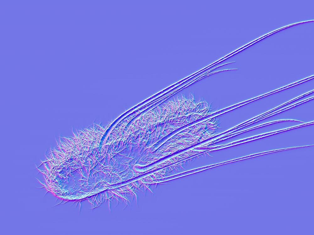 Escherichia coli or E. coli is a part of family of bacteria that are commonly found in the human gut. Scientists found that a toxin the bacteria release is linked to some cases of colorectal cancer.