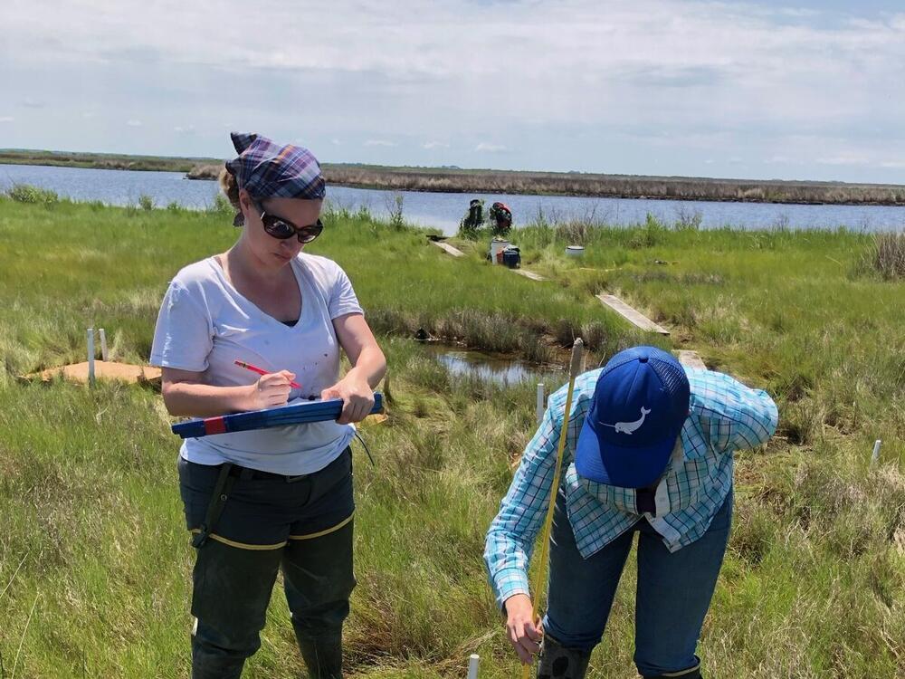 Jennifer Raulin (left) and a colleague work in the field on a government-supported project related to marsh restoration. Raulin had just started a federal job in coastal management with the National Oceanic and Atmospheric Administration in January before being fired in February.