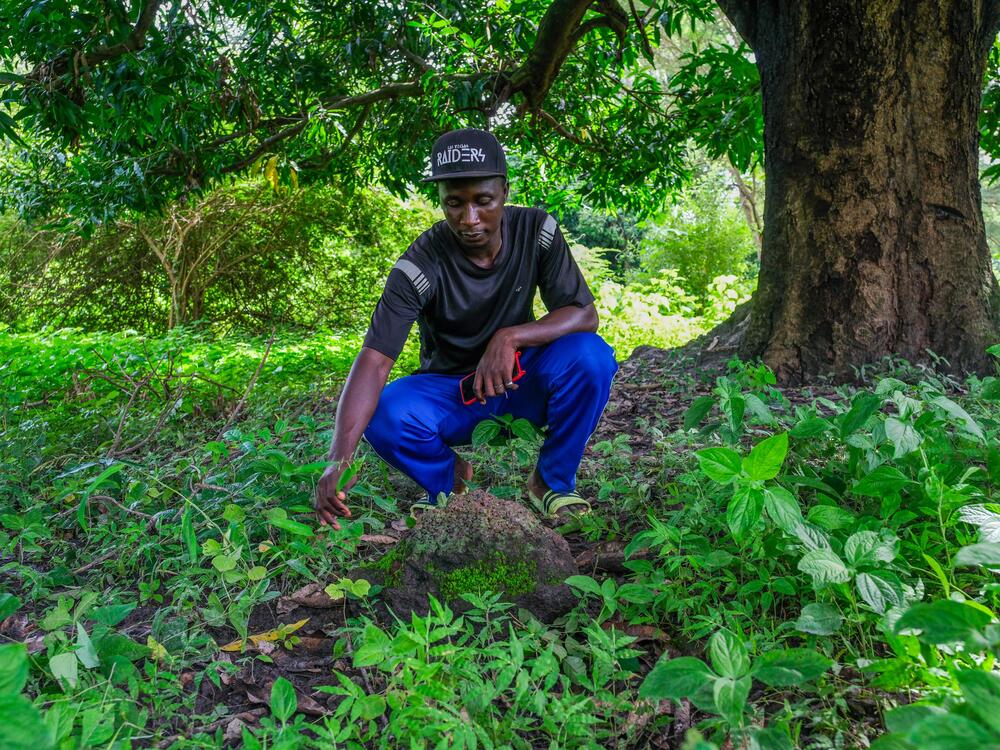 Abulai Sane shows the area where griots used to sit and perform songs that told the history of the kingdom of Kaabu. He's a son of Tombon Sane, a descendant of the last king to rule Kaabu who's been entrusted by his community to care for the site and show it to visitors.