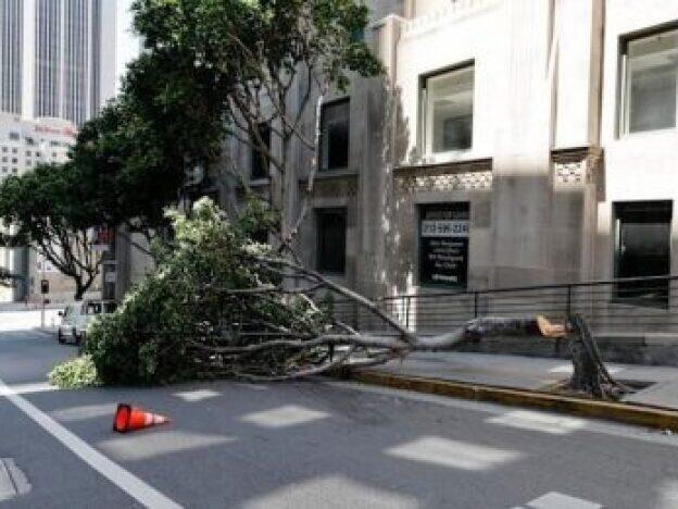 A tree is shown chopped down in a Los Angeles neighborhood.
