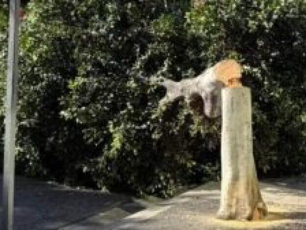 A tree is felled in Los Angeles.