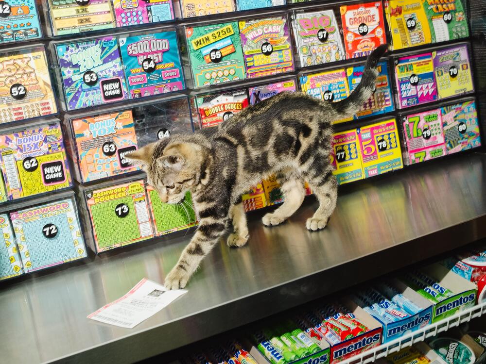 Alex, a female bodega kitten playing with a Lotto ticket at Grand Organic in Brooklyn, New York on March 31, 2025.