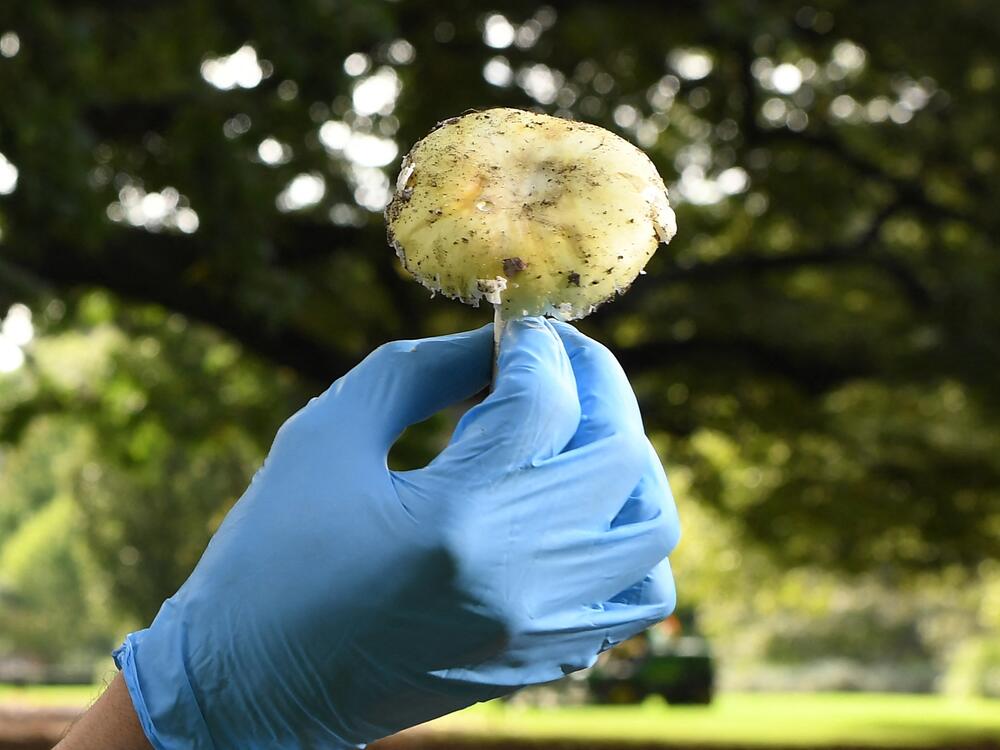 A research scientists holds up a death cap mushroom at the Royal Botanic Gardens in Melbourne.