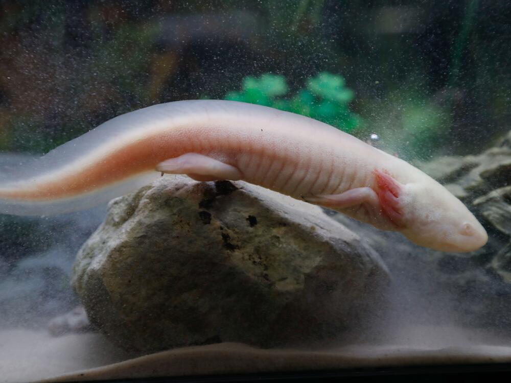 An axolotl, also known as a Mexican salamander, is pictured at a shop in Paris.