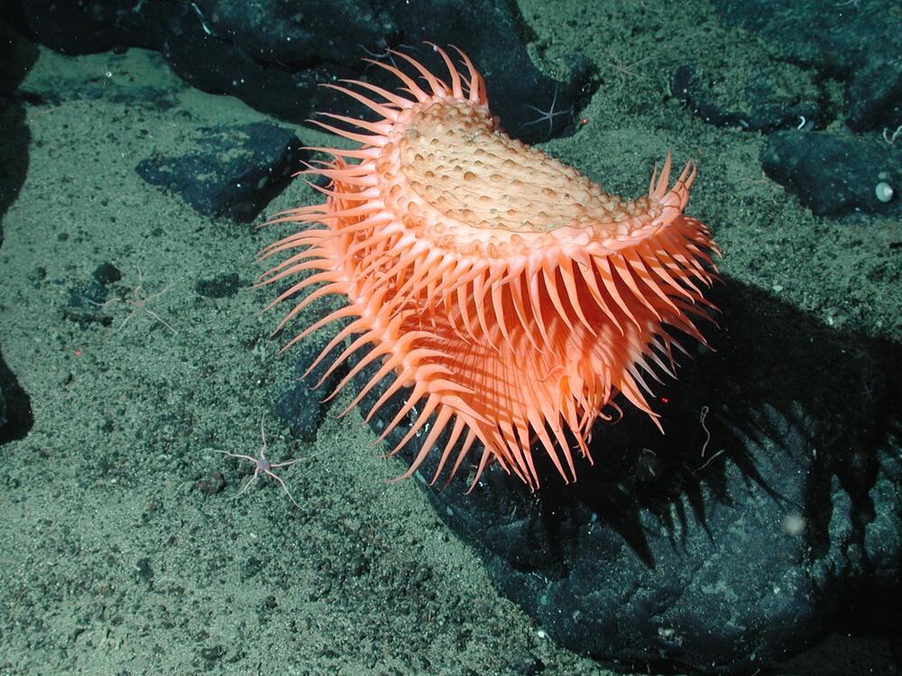 An unidentified cnidarian that resembles a Venus flytrap from the family Hormathiidae, sits at 1874 meters water depth. A new study finds that the vast majority of the deep sea floor remains undocumented.