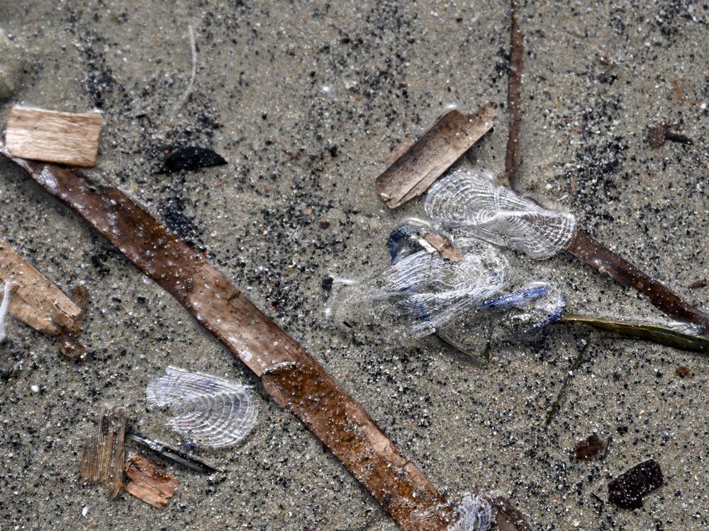 Once they wash up, beachcombers only have a few hours to enjoy their colorful display. They begin to dry out and decompose as soon as they're out of the water. Their vivid hues disappear, leaving behind piles of plastic-like, crunchy remnants.<br>
