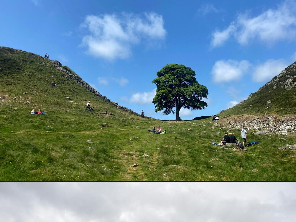 A combination of pictures shows, top, the Sycamore Gap tree along Hadrian's Wall near Hexham, northern England on June 4, 2023, and bottom, the felled Sycamore Gap tree, on Sept. 28, 2023.