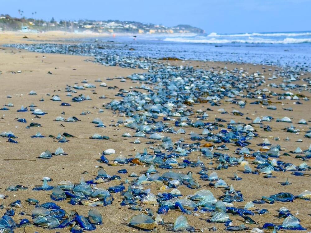 Emily Scher told NPR she was delighted to see the return of velellas in Malibu. 