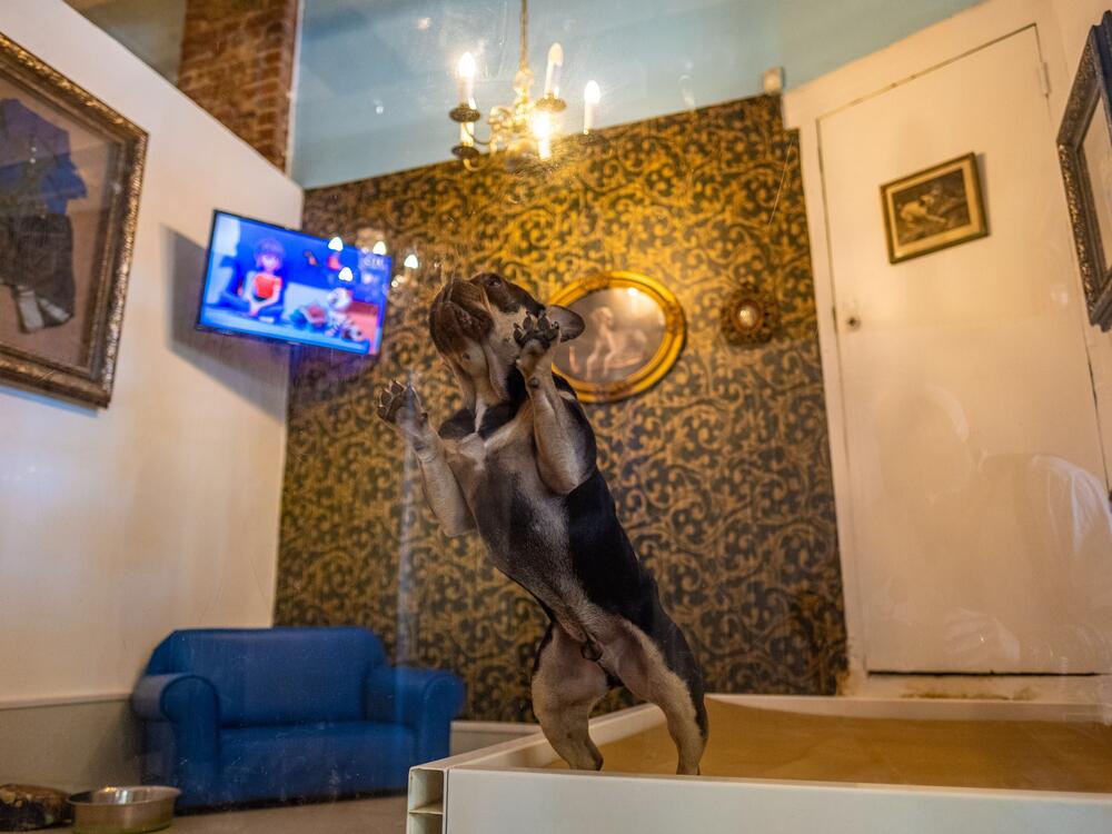 Tommy, a French bulldog and regular guest of the atFrits Dog Hotel and Daycare, leans against the glass front wall of his usual posh suite, which comes with a TV, faux leather sofa and chandelier.