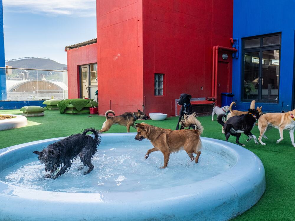 Dogs play in a splash pool on the skydeck of the Superwoof Dog Hotel and Daycare in Cape Town, South Africa.