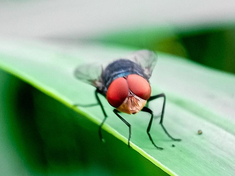 The New World screwworm is endemic in parts of Latin America and the Caribbean — and its northward spread into Mexico has alarmed U.S. officials.