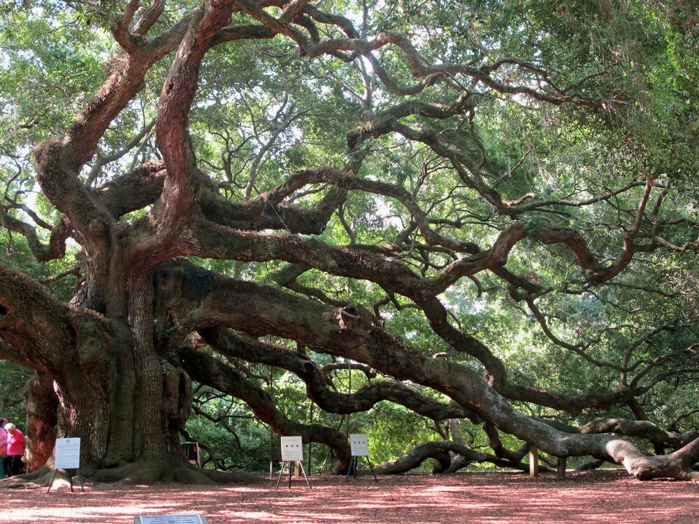 The Angel Oak tree on Johns Island near Charleston, S.C., pictured in September 2013.