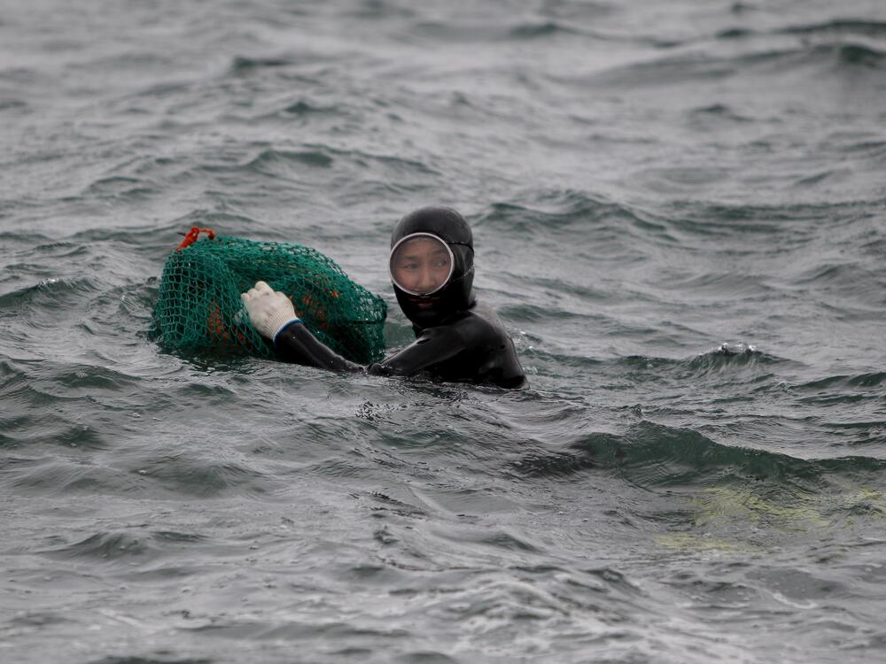 A Haenyeo diver swims to catch turban shells and abalones on Nov. 6, 2015.