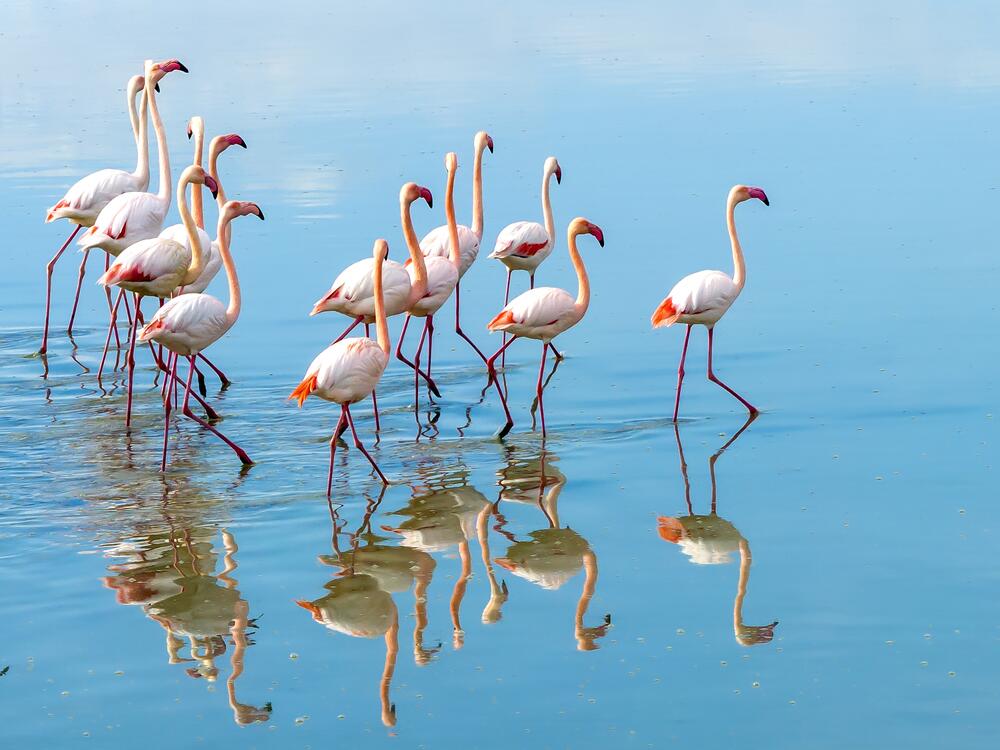 Flamingos are filter feeders that live off shrimp, algae and other nibbles in wetlands around the world.