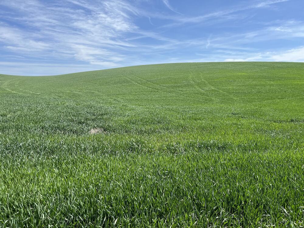 Winter wheat growing on the Palouse in eastern Washington state