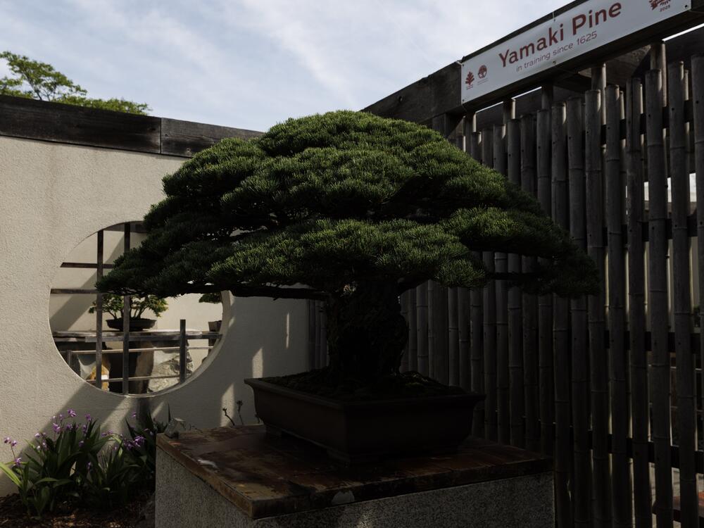 The Yamaki Pine, which survived the 1945 atomic bombing of Hiroshima, is 400 years old. Nicknamed the 