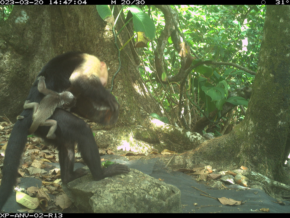 In this still from a wildlife camera, a one-to-two-day-old howler monkey infant clings to the body of a young capuchin monkey. Scientists say the capuchins are likely kidnapping the howler babies for their own amusement.