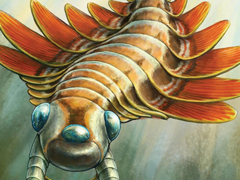 Life reconstruction of Mosura fentoni, art by Danielle Dufault.