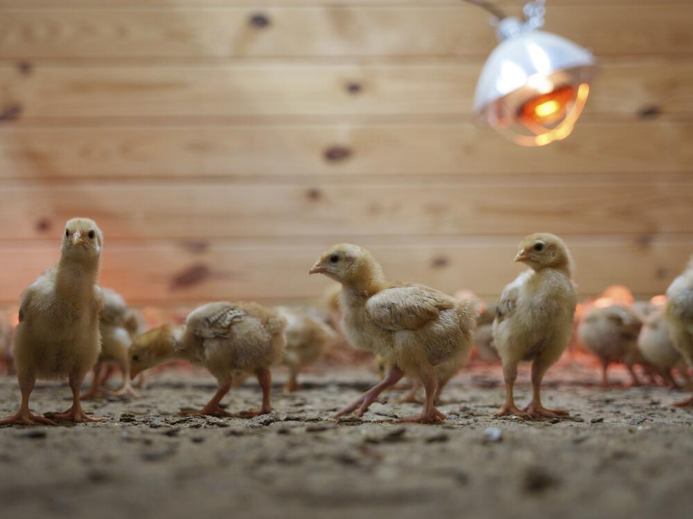 Chicks mill around a stall at the First State Animal Center and SPCA on Friday in Camden, Del. They are among 12,000 chicks that were left abandoned in a U.S. Postal Service truck for three days.