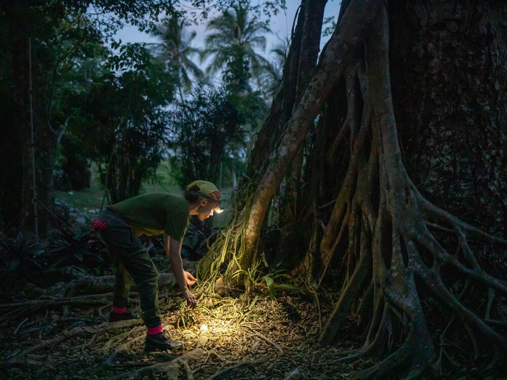 Teri Orr, a physiological ecologist at New Mexico State University, inspects the base of a guanacaste tree in Belize where she intends to trap bats later in the night. Scientists say they've developed an alternate method of tracking biodiversity that relies on the DNA that animals release into the environment, known as eDNA.