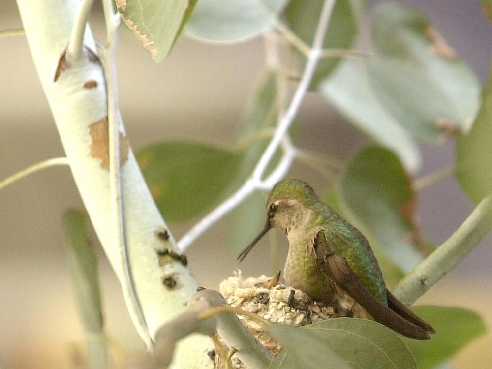 This Feb. 2003 photo shows a mother Anna's Hummingbird caring for its nest in Los Angeles. (AP Photo/Nick Ut)