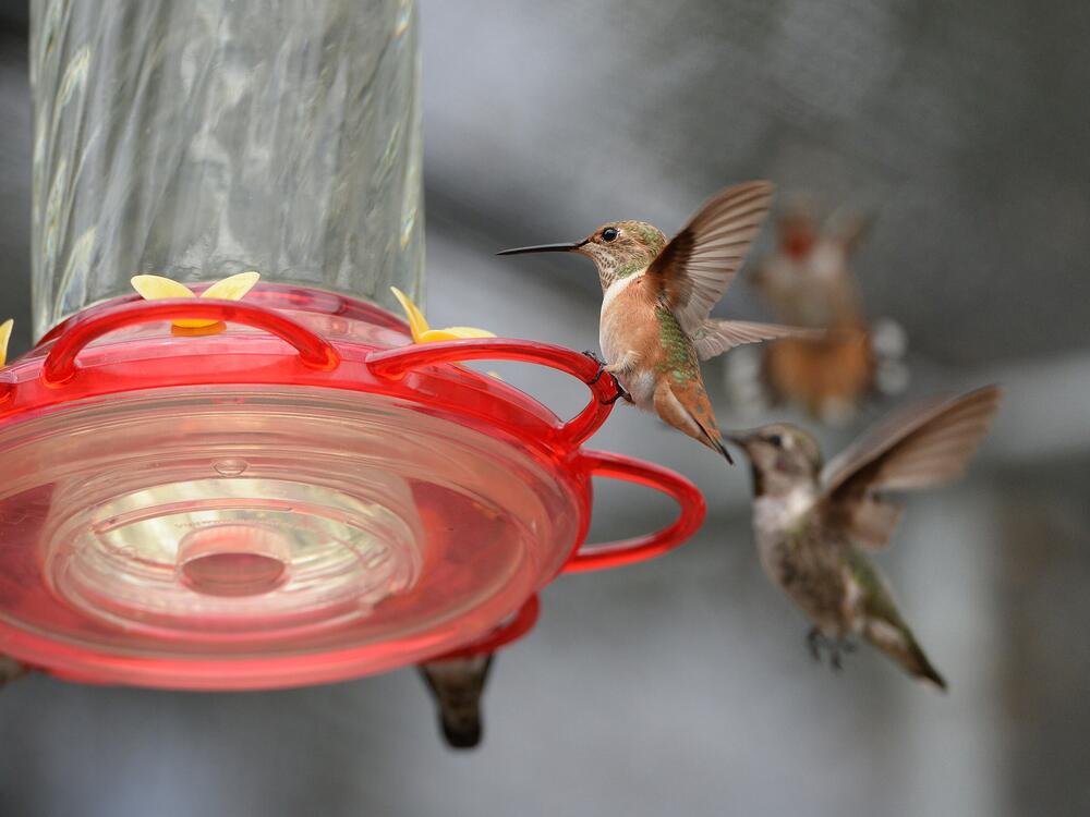 Hummingbirds gather around a hummingbird feeder filled with sugar water, in a backyard in the San Fernando Valley section of the city of Los Angeles, July 17, 2014.