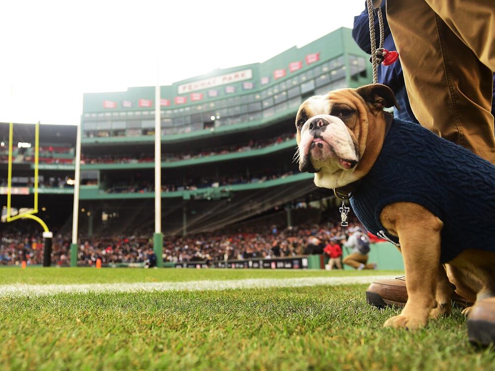 The Yale Bulldogs mascot looks on during a game against the Harvard Crimson at Fenway Park on November 17, 2018 in Boston, Massachusetts.