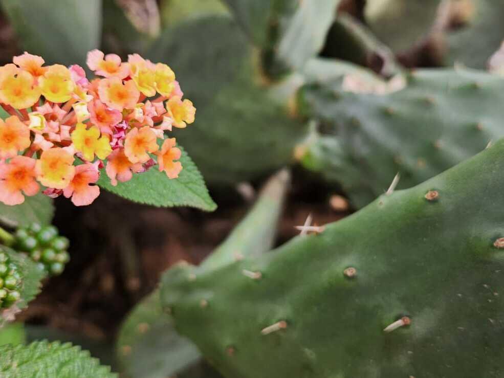 Trees, wildflowers and cacti intersperse the trails on Cerro San Cristobal.