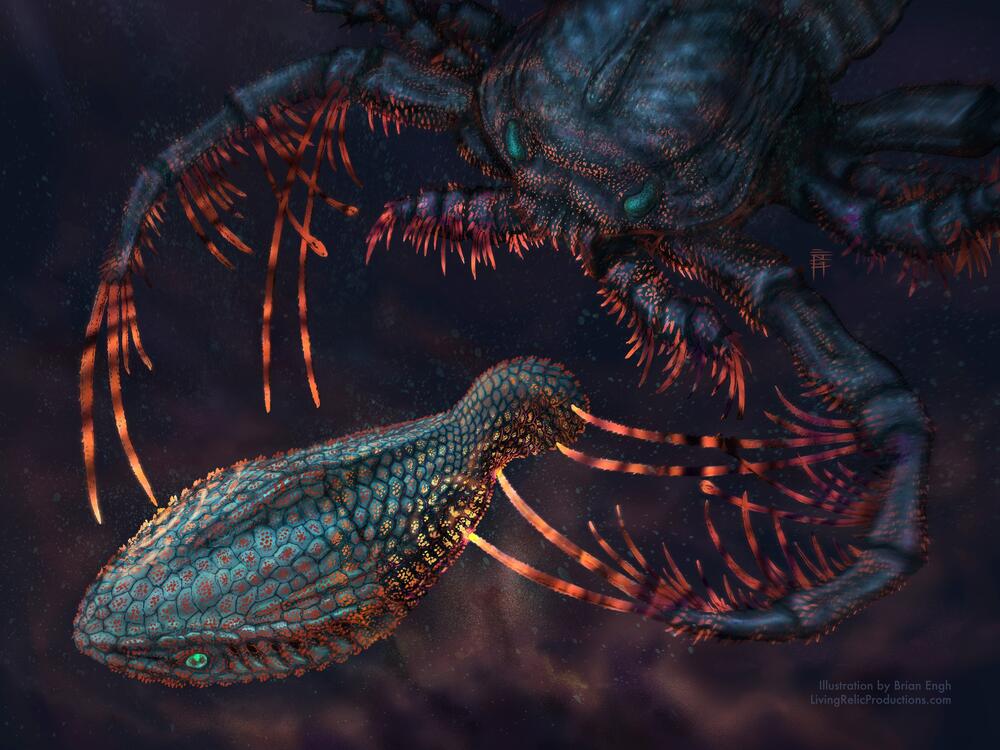 This illustration depicts the early jawless vertebrate <em>Astraspis</em> being attacked by the sea-scorpion <em>Megalograptus</em> in dark, shallow waters. Both animals likely had tooth-like scales on their bodies that would have allowed them to sense things in the waters around them.
