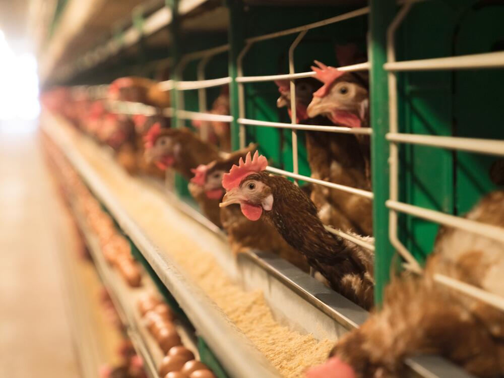 The H5N1 bird flu virus has been raising fears across the country and has spread into dairy cattle.