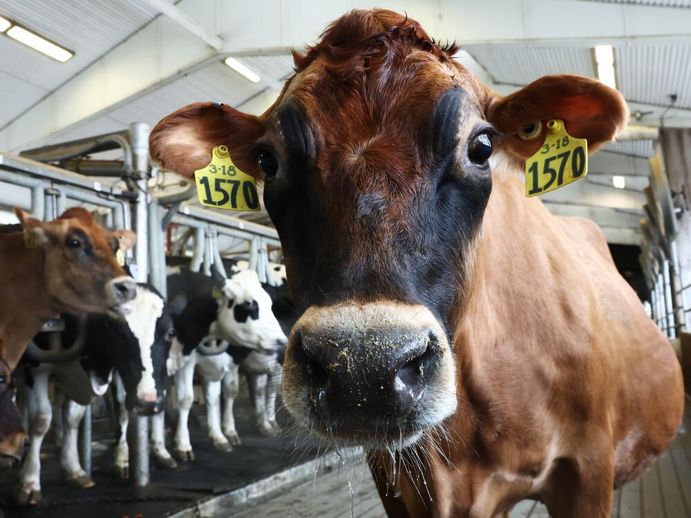Cows are milked at the Cornell Teaching Dairy Barn at Cornell University on Dec. 11, 2024, in Ithaca, N.Y., shortly after the U.S. Department of Agriculture issued a federal order requiring testing of the nation's milk supply amid increasing concerns over avian flu.