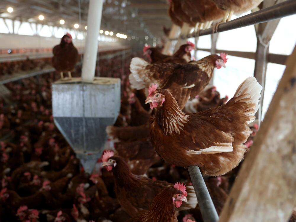 Chickens stand in a henhouse at Sunrise Farms on Feb. 18 in Petaluma, Calif. Egg farmers have invested millions of dollars in biosecurity efforts to keep their flocks safe. Sunrise Farms lost 550,000 chickens to avian flu in December of 2023.