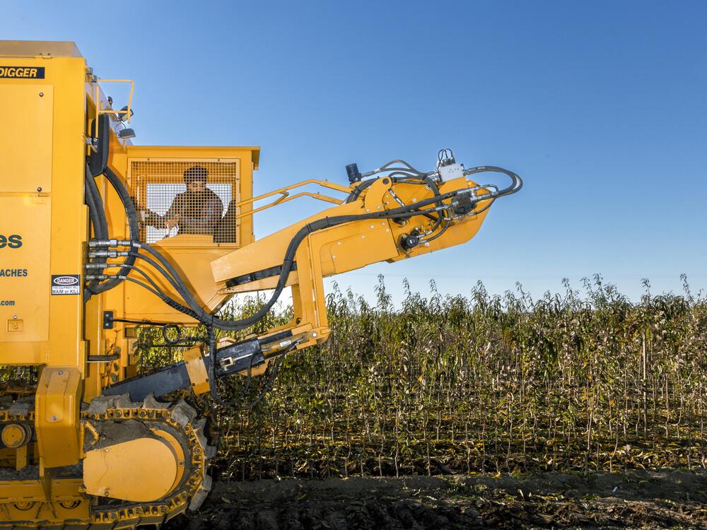 Arjan S. Hundal, of Tudor Trees Nursery, operates a tree and root digger in Yuba City, Calif., on Dec. 9, 2024.