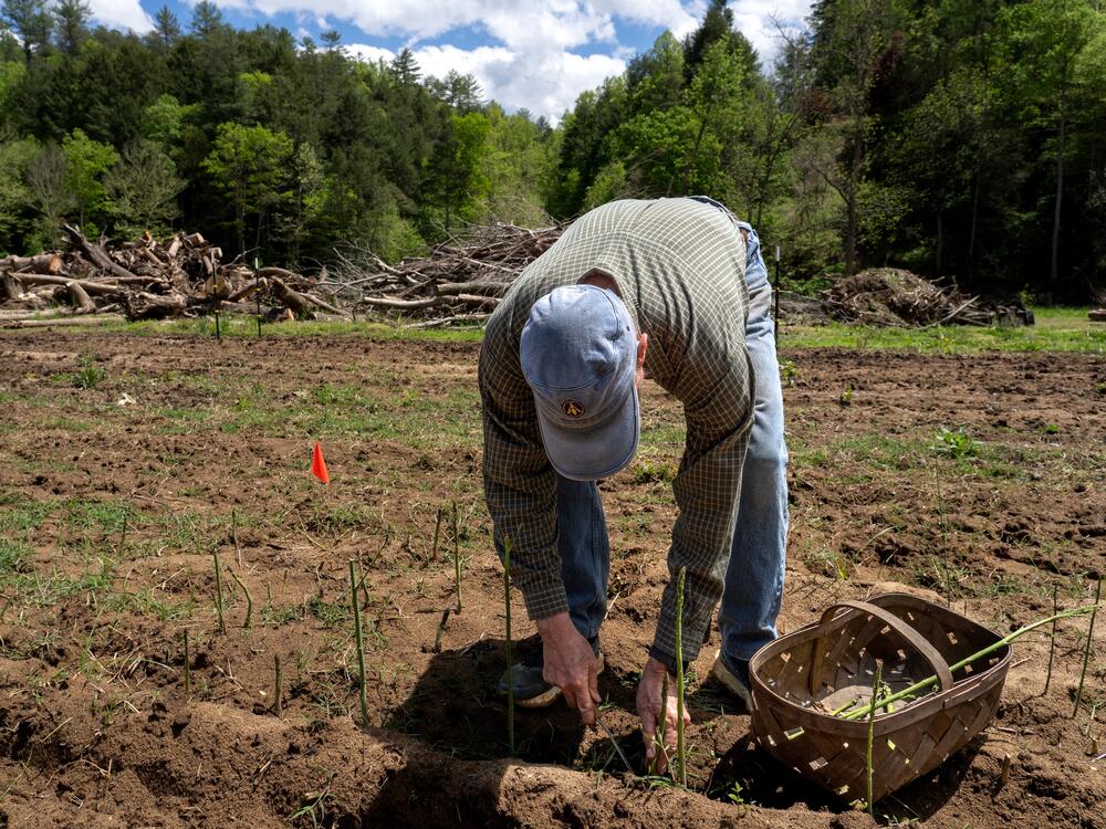 Barry Cooper cuts fresh asparagus in front of piles of downed trees and debris cleaned up from the fields and property making up his farm.