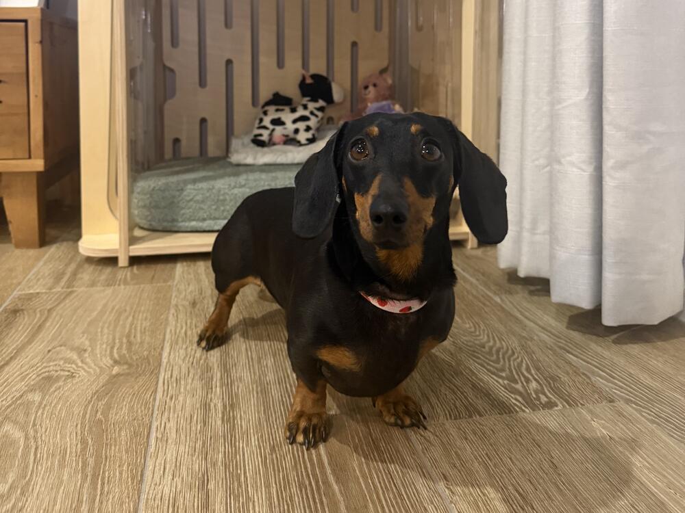 Valerie the mini dachshund, at home in mid-May.