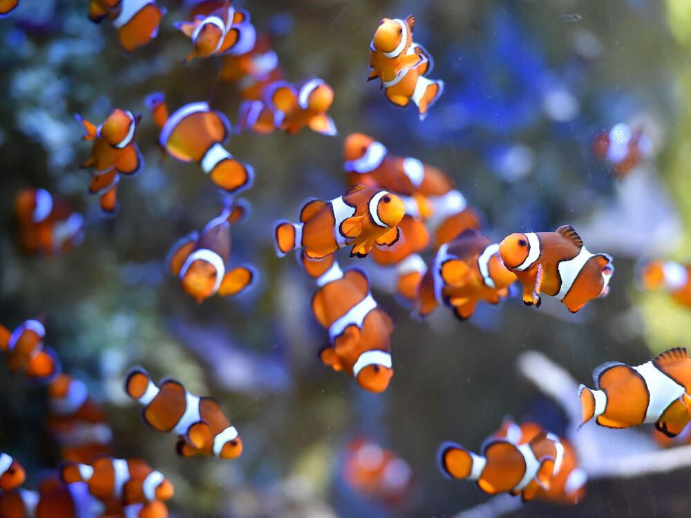 Clownfish swim at the Ocearium in Le Croisic, western France, on December 6, 2016.