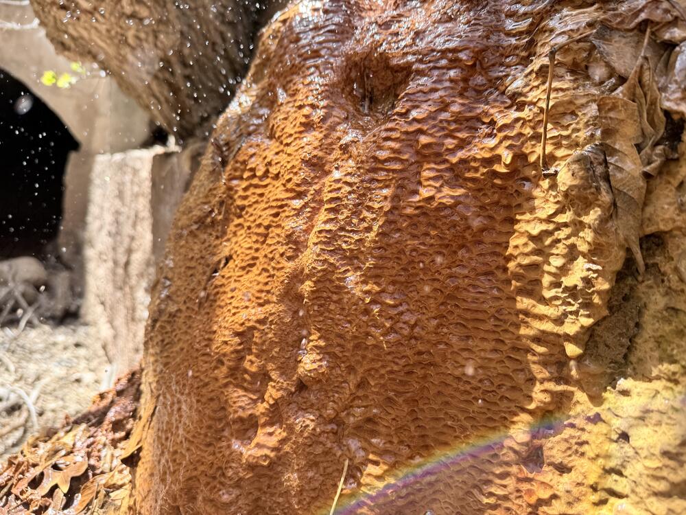 Researchers suspect this thick, rusty mat that's accumulated beneath an outflow pipe near Iron Spring is bursting with microorganisms.