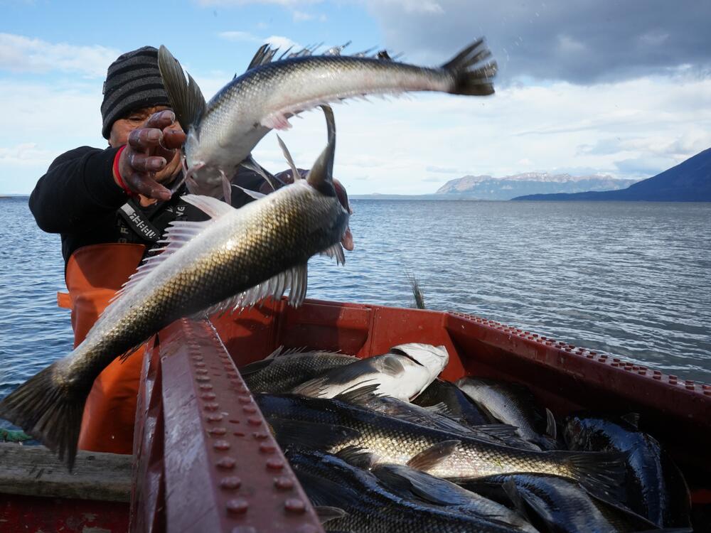 Reinaldo Caro unloads his catch from the shoreline of the Almirante Montt Gulf, Chilean Patagonia.