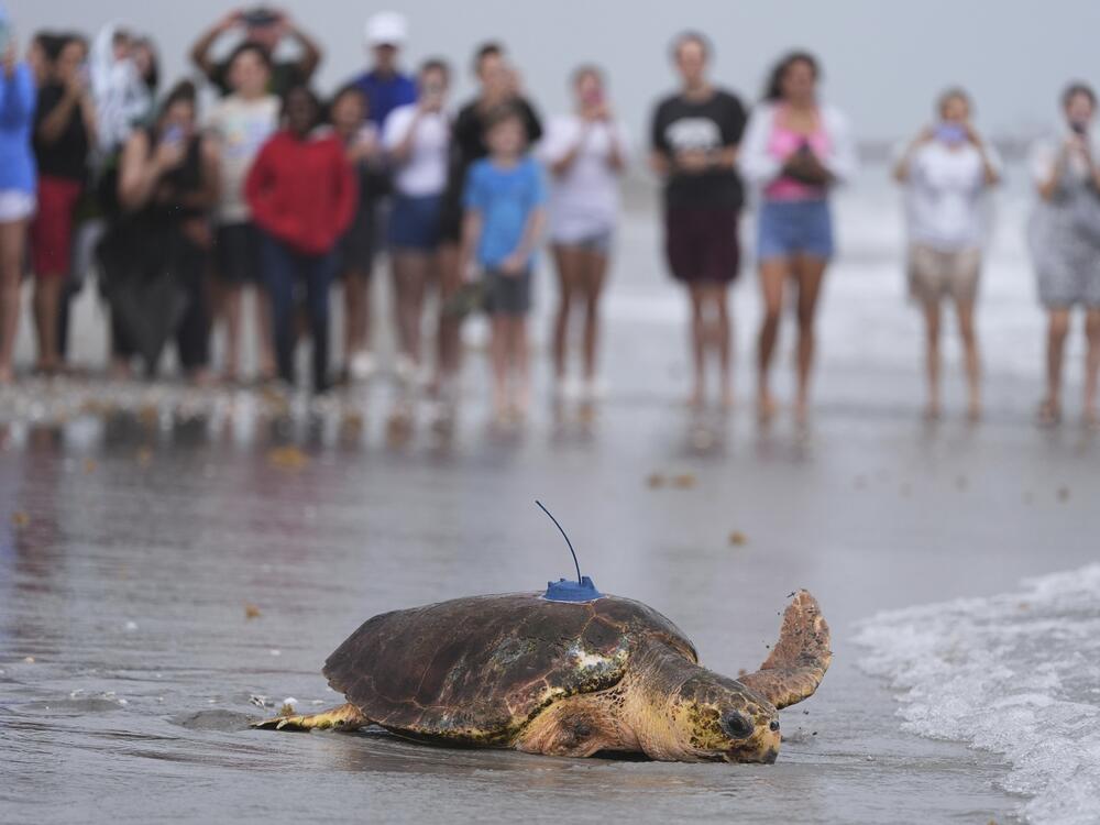 An adolescent loggerhead sea turtle named Dilly Dally, whose front flipper was amputated after she was rescued in January suffering from predator wounds, crawls toward the Atlantic Ocean after being released, on the beach in front of Loggerhead Marinelife Center in Juno Beach, Fla., Wednesday, June 4, 2025.