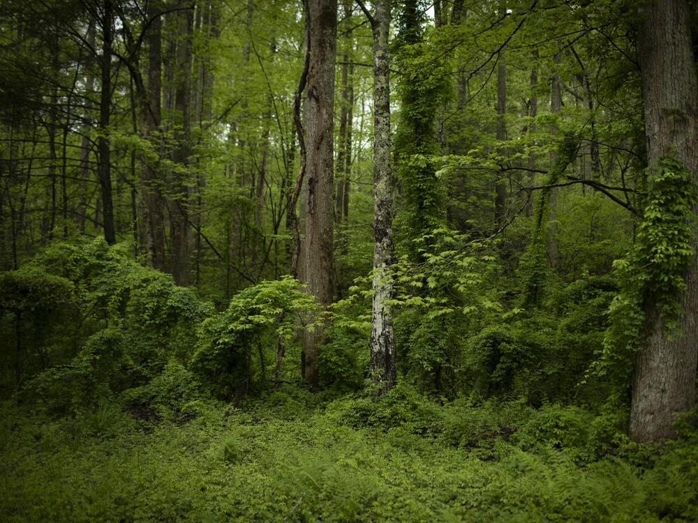 Earthaven's approximately 100 residents share an idyllic forested landscape. It has become more expensive to buy land and start an ecovillage from scratch since the 1990s, when Earthaven was founded. But co-founder Paul Caron says the ideals of communal living offer lessons to everyone — even those of us living in urban environments.
