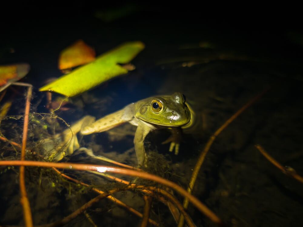 American bullfrogs 