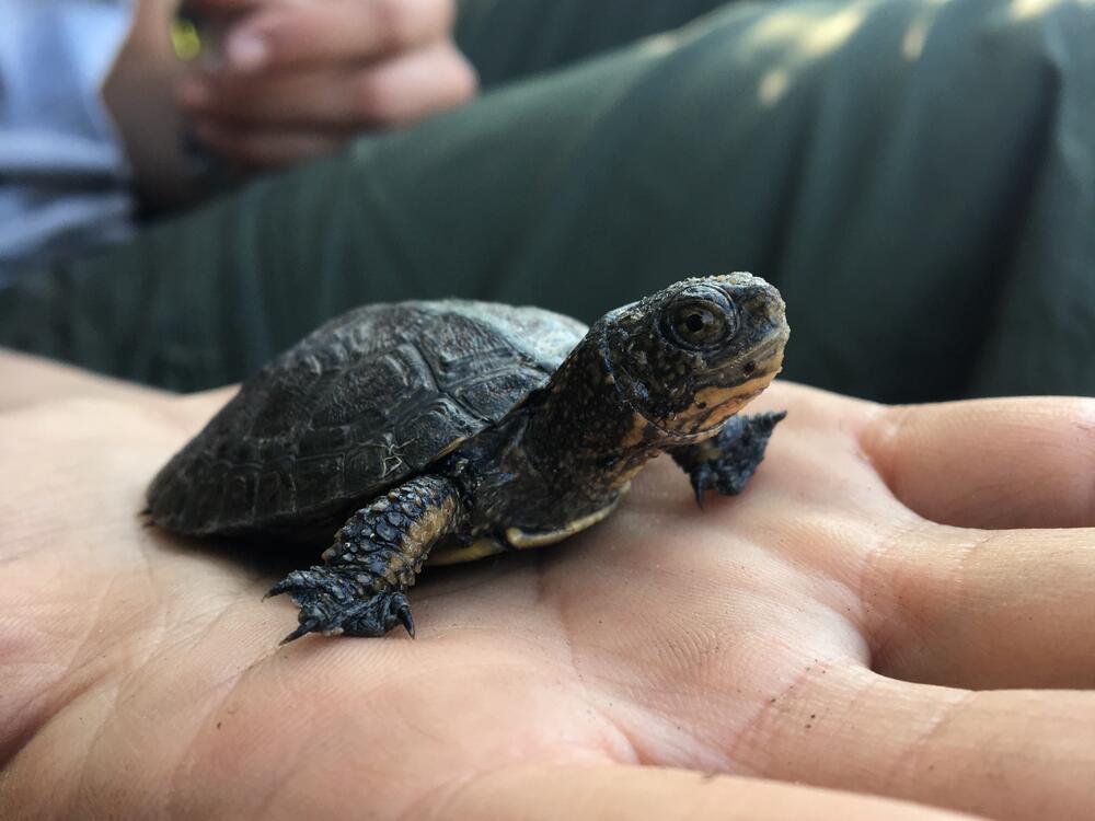 The Northwestern pond turtle is California's only native freshwater pond turtle species.
