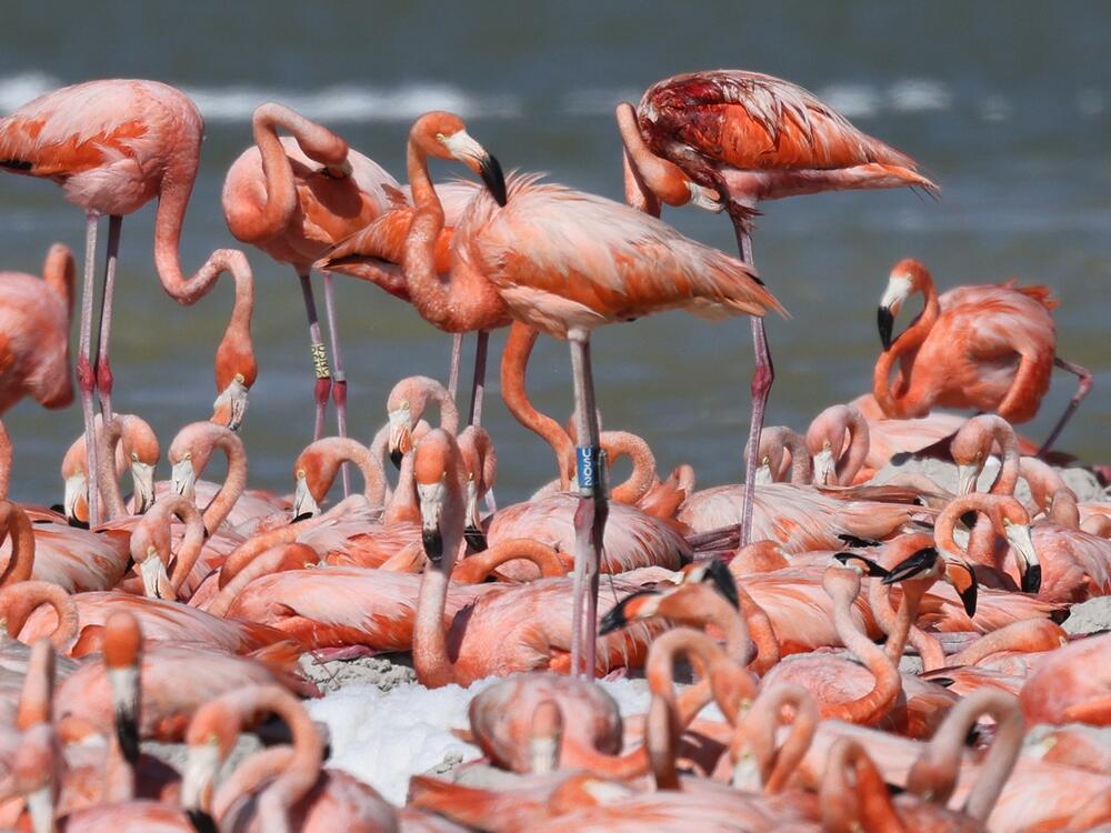 Peaches, center, was identified by his blue leg band in Mexico.