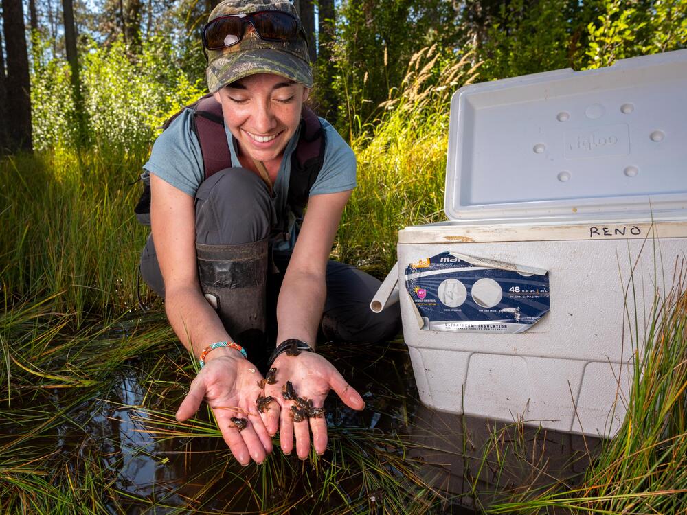 Kate Belleville, an environmental scientist at the California Department of Fish and Wildlife in Redding, tracks frogs in California's Lassen National Forest.