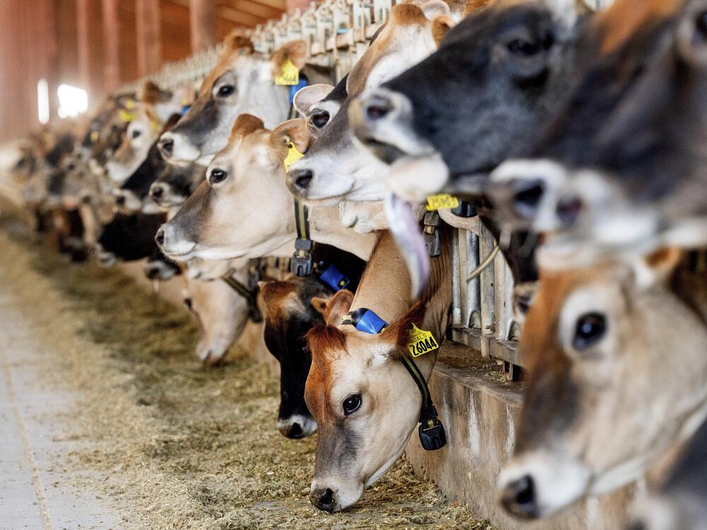 In this file photo Jersey cows feed at Wickstrom Jersey Farms on Thursday, May 9, 2024, in Hilmar, Calif.